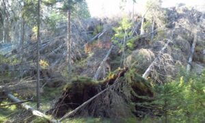 Kuvia Ruokolahden hyönteistuhoalueelta, jossa kaarnakuoriaiset ovat saaneet rauhassa lisääntyä Asta- ja Veera-myrskyjen jäljitä jääneissä rauhoitetuissa myrskytuhometsissä.